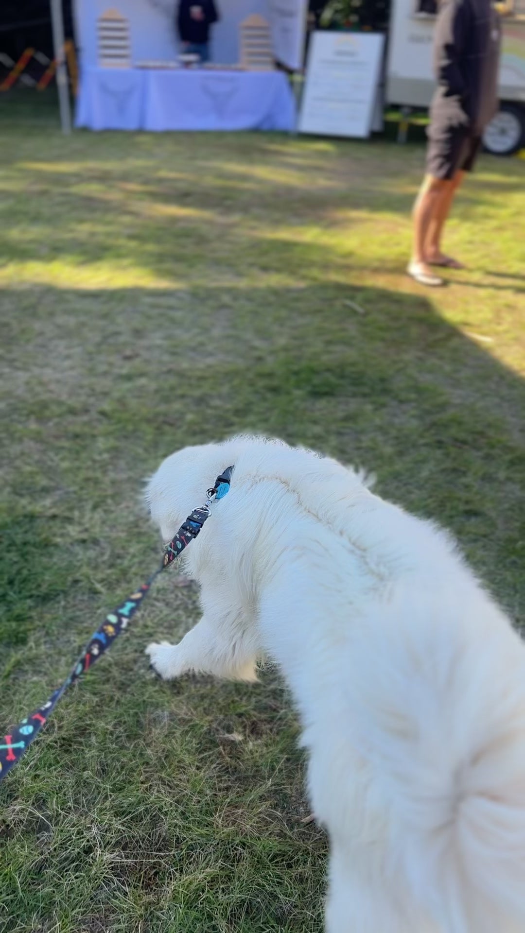 Trade Tent 3m x 3m with Tent Top and Carry Bag